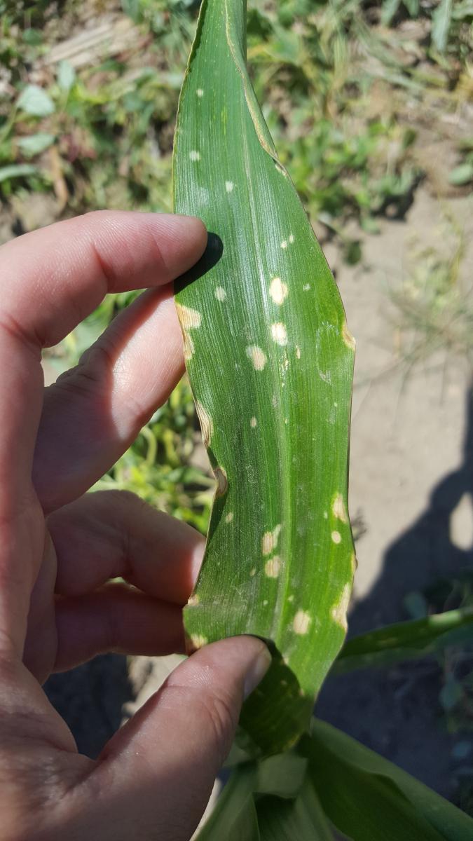 Several Corn Diseases Developing Across Nebraska Cropwatch University Of Nebraskalincoln 3992